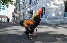 Un gallo se para frente a la corte de Rochefort, en Francia.