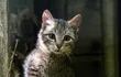 los-gatos-salvajes-necesitan-vivir-en-libertad-93008000000-1721662.jpeg