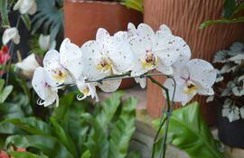 Las orquídeas son unas de las flores más preciadas y solicitadas en el Yvoty Rapé.
