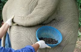 un-exclusivo-cafe-en-las-heces-de-elefantes-195326000000-1339097.jpg