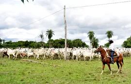 La ganadería es uno de los pilares de la economía del Paraguay.