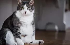 La obesidad en los gatos aumenta los riesgos de padecer varias enfermedades, como ejemplo citamos la diabetes mellitus, enfermedades del tracto urinario, acumulación de grasa en el hígado entre otras enfermedades.
