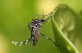 en-1881-el-doctor-finlay-identifico-al-mosquito-del-genero-aedes-como-el-organismo-transmisor-de-la-fiebre-amarilla-su-hipotesis-y-sus-pruebas-exhau-175700000000-1782075.jpg