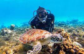 Un buzo se sumerge detrás de una tortuga marina sobre un arrecife de coral.
