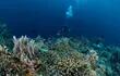 arrecife-indonesia-113202000000-1561178.jpg