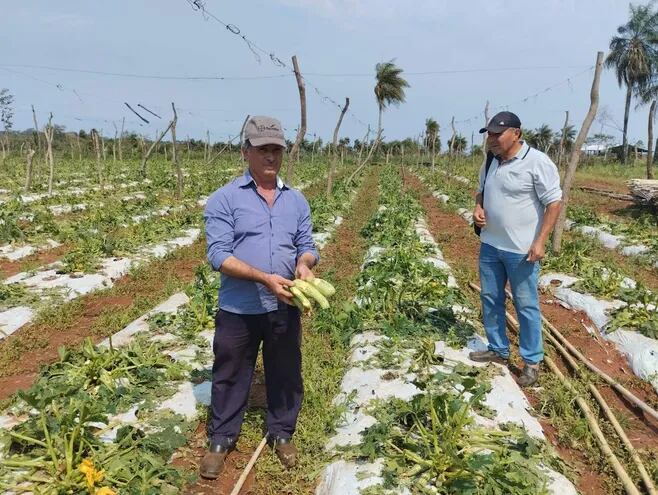 El productor Carlos Fulgencio Morales, de la compañía Caraguatay de Acahay, muestra con impotencia lo que quedó de su plantación de zucchini.