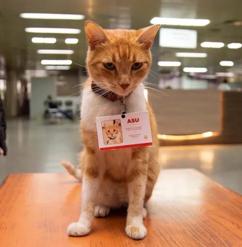 El gato "Asu" invita a renovar los registros de conducir