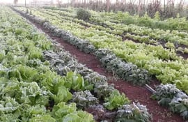 Cultivos hortícolas afectados por heladas, en el Sur del país.