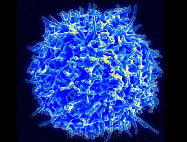 Científicos del Instituto español de Investigación Biomédica (IRB) de Barcelona, liderados por Raúl Méndez, descubrieron que la proteína CPEB4 es esencial para que los linfocitos puedan ejercer su función antitumoral en las condiciones de estrés celular.
