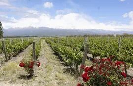 Una combinación ideal para el romance entre los rosales, el viñedo y el paisaje de los Andes en la bodega Salentein, Valle de Uco, Mendoza.