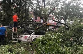El automóvil Toyota fue alcanzado por la caída del árbol sobre la avenida San José de Ciudad del Este. Su conductora salió ilesa.