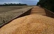Cosecha de maíz zafriña 2022, hasta ahora el mejor año del cereal nativo, la superzafra.