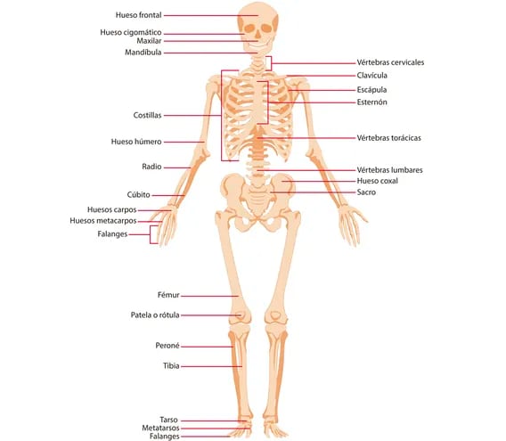 Vista frontal del esqueleto (masculino).