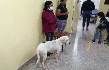 Kenia, la fiel perra que estuvo pendiente de la salud de la septuagenaria que la alimenta todos los días, mientras estaba internada hospital regional de Concepción.