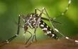 Desde el año 1881 se conoce el poder de contagio de varios virus a través del mosquito “Aedes aegypti”, y la forma de erradicación propuesta desde entonces es la eliminación de sus criaderos.