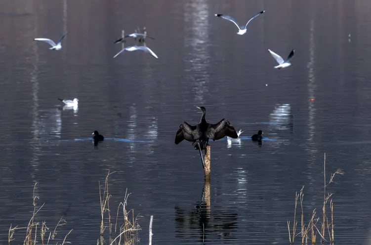 Una bandada de pájaros vuela sobre el lago Dojran en Dojran, República de Macedonia del Norte.