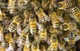 dia-mundial-de-las-abejas-71537000000-1834353.jpg