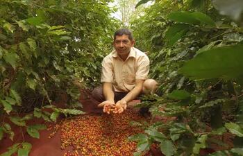 Un cosechero nos muestra los frutos de café que luego son secados al sol. Las plantas empiezan a producir desde los 2 años y son semiperennes.