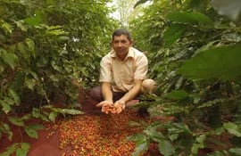 Un cosechero nos muestra los frutos de café que luego son secados al sol. Las plantas empiezan a producir desde los 2 años y son semiperennes.