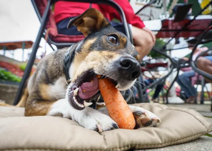 Lenny, un pequeño perro mestizo, mastica una zanahoria.
