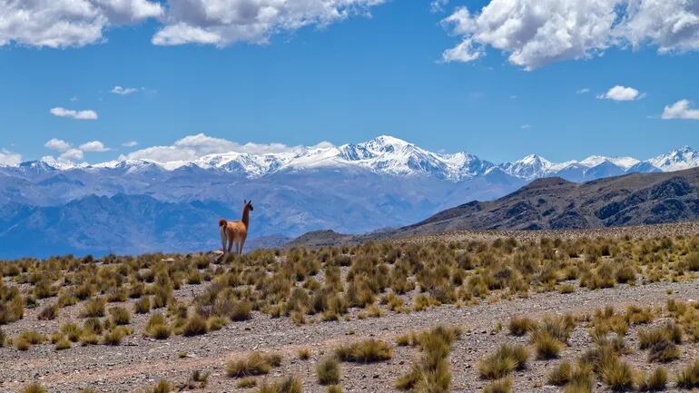 Un guanaco mira hacia los picos nevados en la Cordillera de los Andes en Mendoza, Argentina.