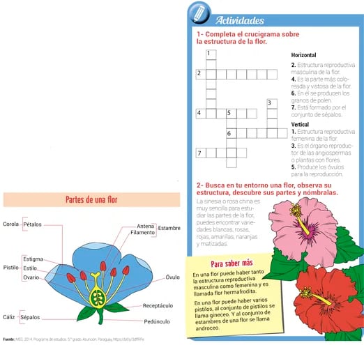 Reproducción de las plantas con flores - Escolar - ABC Color
