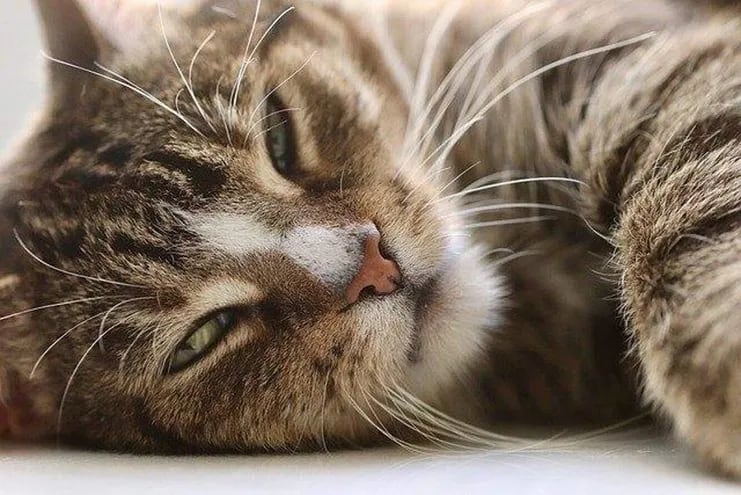 El diagnóstico de leishmaniasis en gatos suele ser un desafío. Esto ocurre porque la mayoría de los felinos infectados son asintomáticos.