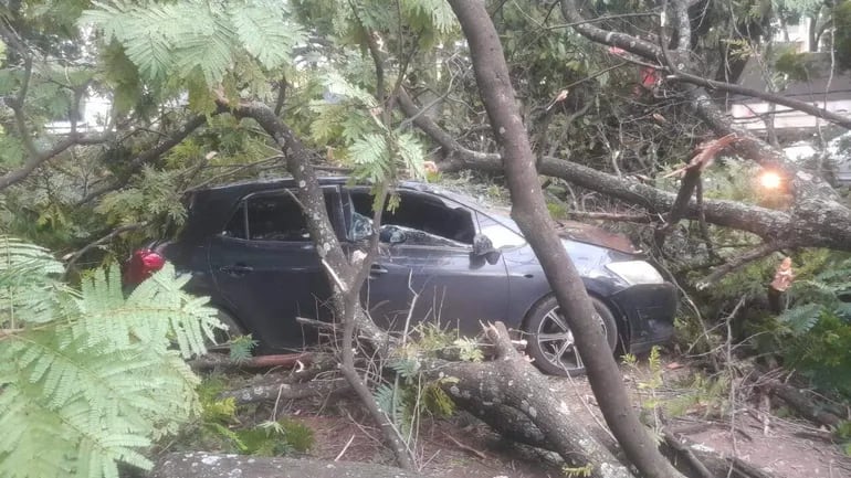 El enorme árbol se desplomó sobre dos automóviles.