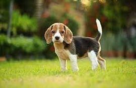 Un perro de raza Beagle.