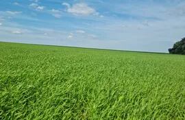 Así se ve el cultivo de trigo en este julio de 2022, con expectativa de buen rendimiento en cantidad y calidad.
