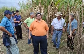 canicultores-de-paraguari-sufren-el-efecto-del-ingreso-ilegal-de-azucar-215818000000-1385386.jpg
