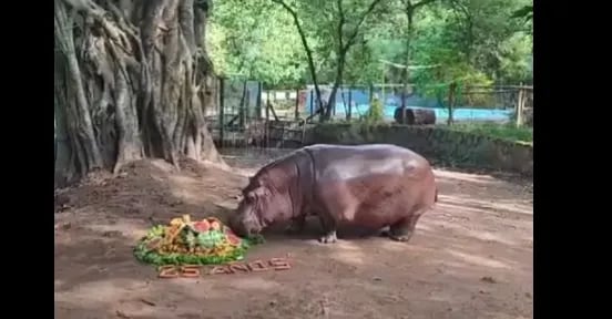 Así celebraron el cumple del hipopótamo "Rayito de Sol"