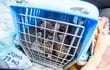 Los cachorros comercializados ilegalmente permanecen en general sus primeras semanas de vida encerrados en jaulas oscuras y carentes de higiene, para ser transportados luego en maleteros de autos cruzando fronteras para su venta en otros países.