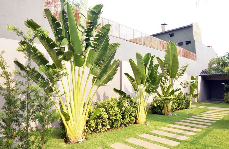 Palmeras - Casa y Jardín - ABC Color