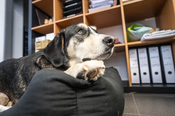 Primer día en la oficina: una manta o la cesta de casa puede facilitar el acostumbramiento del perro a acompañar la jornada de trabajo de su dueño.