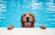 Un perro golden retriever en la piscina.