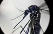 Un mosquito Aedes aegypti visto a través de un microscopio.