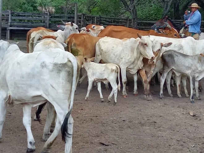 Los abigeos causan estragos a los ganaderos de la zona, en mucho de los casos de robos de animales vacunos se denuncian complicidad de las autoridades
