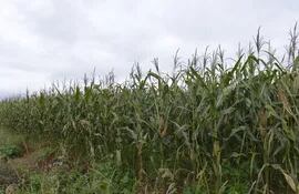 El maíz se vería mínimamente afectado por la helada de la primera jornada. /Imagen ilustrativa