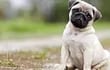 La raza de perros Pug, de tamaño pequeño menos de 9 kilos, que pertenece a un grupo las razas caninas conocidas como perros de compañía, son más propensos a sufrir enfermedades.