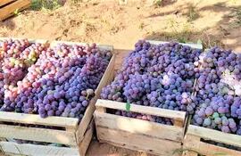 Preocupa a productores bajo precios de la uva y la falta de mercado.