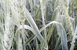 El trigo de la zafra 2020 sufrió heladas así como sequía, por lo que se produjo una merma importante en la producción total y  que afectó la exportación.