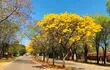 La avenida principal, Próceres de Mayo, de la ciudad de Nueva Italia se tiñe de amarillo para recibir al mes de setiembre.