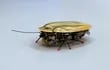cucaracha-robot-121605000000-1380801.JPG