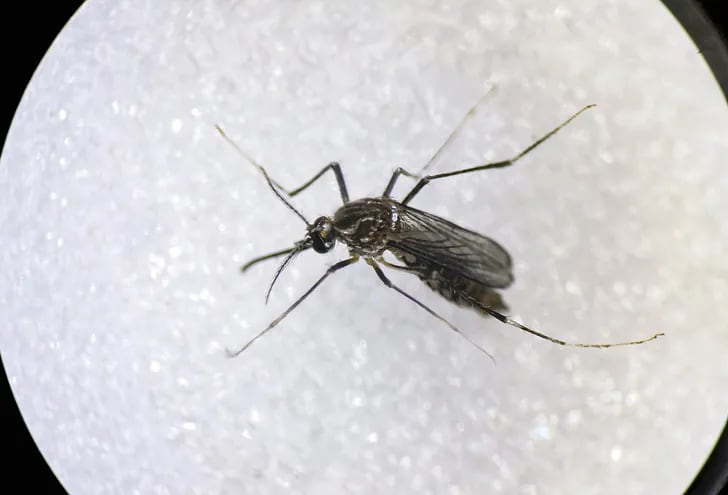 Mosquito Aedes Aegypti, principal vector para la transmisión de dengue y chikunguña. EFE/ Jeffrey Arguedas