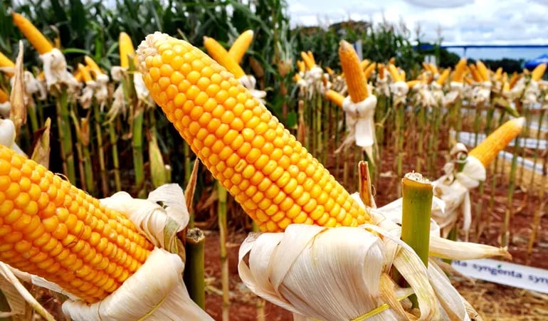 En 2019 fueron sembradas en el país  4,1 millones de Ha. de cultivos OGM (soja, maíz y algodón).