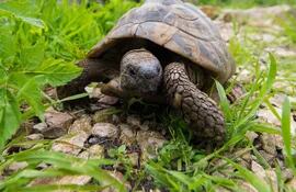 La media de edad que alcanza una tortuga ronda los 50 años, incluso algunas especies pueden llegar a sobrevivir hasta 100 años entre nosotros.