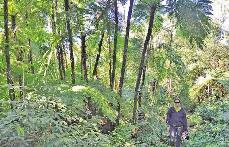 Pyno guazú (ortiga gigante) una de las especies de flora nativa que se encuentra en la zona de reserva forestan del San Rafael.