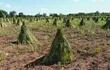 prohiben-el-uso-de-carbaril-en-plantaciones-de-sesamo-104515000000-1363645.JPG