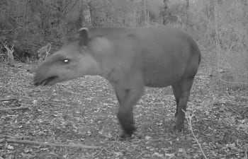 Un mborevi (tapir) también ya fue captado en la cámara trampa en mayo pasado en el Parque Nacional San Luis.